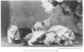 CATS By Eleanor Booth Simmons (1935)