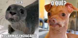 15 Animais Engracados Por Natureza Fotos Memes E Curiosidades Existe coisa mais fofa que animais? fotos memes e curiosidades