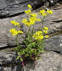 Image result for Nidorella spartioides