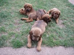 Image result for štýrský brakýř