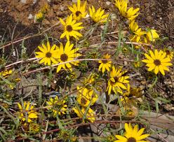 Image result for Helianthus angustifolius