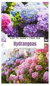 Complete Guide To Hydrangeas How To Grow Care For Them Hydrangea Landscaping Growing Hydrangeas Hydrangea Potted