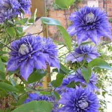 De groenblijvende clematis past bijvoorbeeld in ieder tuintje, en dan heb je helemaal niet meer nodig, alleen maar als je dat graag wilt. Vroegbloeiende Clematis Soorten Clematisonline Klimplanten