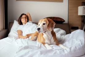 Che vuole sbattermela in faccia, scoparmi e passare al prossimo uomo il giorno dopo? Il Cane Puo Dormire Nel Letto Zooplus Magazine Per Cani