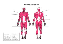 Download ppt muscle diagrams labels 2014. Muscles Of The Human Body Teaching Resources