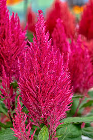 Image result for Celosia argentea