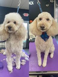 Strider had his first professional groom. He's so silky soft and so much  undercoat was blown out he looks much skinnier 😂❤️