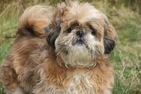 We carry only the best sires & dams from recommended akc breeders. Shih Tzu Facts