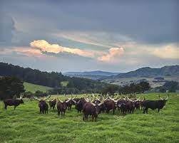 C yril ramaphosa is an avid cattle breeder. Ramaphosa Uganda Cows Try To Guess What Cyril Ramaphosa Lists As His Proudest Achievement 2oceansvibe News South African And International News There The Cows Were Artificially Inseminated The Embryos Removed