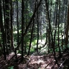 Foret Laurentienne Landscape Nature Plants