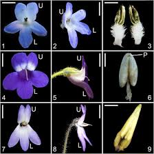 I always went to west 57th even thought i live on the upper east side. Origin And Evolution Of Petrocosmea Gesneriaceae Inferred From Both Dna Sequence And Novel Findings In Morphology With A Test Of Morphology Based Hypotheses Bmc Plant Biology Full Text