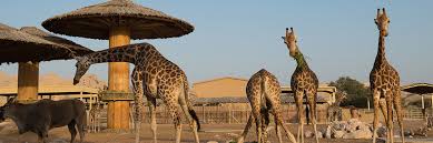 See more of zoo on facebook. Dubai Zoo Information Transport Prices And Times