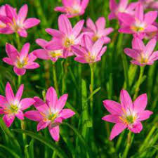 The blossoms are usually white, but some cultivars produce pink or purple flowers. Zephyranthes Lily Rain Lily Pink Flower Bulbs Set Of 5 Bulbs Beejwala