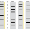Dna fingerprinting paternity worksheet name. Https Encrypted Tbn0 Gstatic Com Images Q Tbn And9gcrd Oud9uezb1ow6mhmwyvbetddtmqej0rlialfeq2gao2zghz Usqp Cau