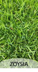 I have a yard that is absolutely covered in bindys. The Truth About Zoysia Grass Lawn Care Extraordinaire