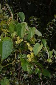 Image result for Dioscorea minutiflora