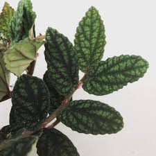 Image result for Pellaea doniana