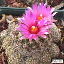 Other conservation measures and research efforts for the star cactus include: New Mexico Spiny Star Cactus Escobaria Succulents Cacti And Succulents Plants