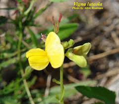 Image result for Vigna luteola
