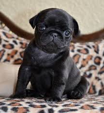 Black And Tan Pug Puppies For Sale Pugs And Leopardskin Go Together Pug Baby Pugs Cute Pugs Pug Puppies
