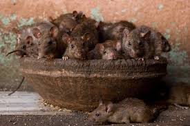 Touring Tent Cinemas ...