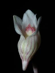 Image result for Psychotria sublyrata