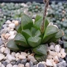 Haworthia Retusa Plants Planting Succulents Succulents