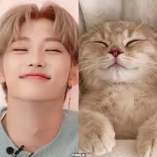 Felix as a cat 💛🐈 • • • • • • • • • Follow @shiny.lix for more content 💛  Share and like💌 • • • • Tags🖇️ #straykids #스트레이키즈 #felix #straykidsfelix #