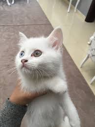 الدولة uae رقم الموبايل 0555036923 معلومات عن الإعلان kittens for sale they re a mix of dlh scottish fold cats animals