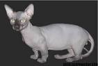 6 Strange Breeds of Hairless Cats | Featured Creature