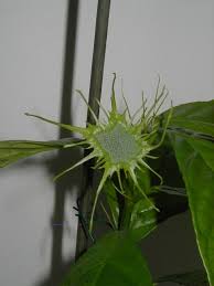 Image result for Dorstenia psilurus