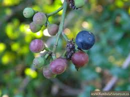 Image result for Scutia