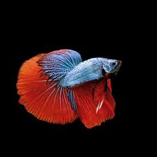 Types Of Betta Fish Fin Types Scale Types Colors More