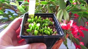 Cacti are quite easy to grow from seed and the results can be very rewarding. How To Pollinate Christmas Cactus Flowers To Get Fruit For Seed Desert Plants Of Avalon