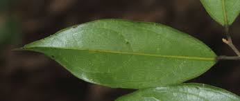 Image result for Ellipanthus