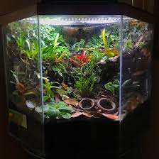 Bioactive terrarium - Wikipedia