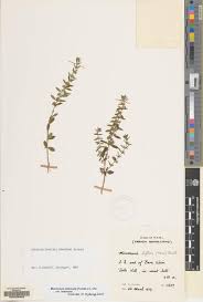 Image result for Micromeria imbricata