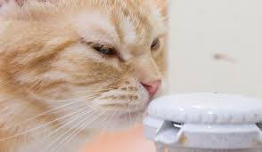 This means that a 4kg cat should have around 240ml water (or a 9 lb cat should have 9 fluid ounces of water). Why Isn T My Cat Drinking Water Hill S Pet