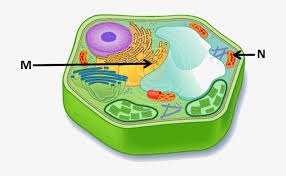 Plant cells are the basic unit and building blocks of life in organisms of the kingdom plantae. Image Showing Plant Cell Plant Cell With No Label Transparent Png 700x427 Free Download On Nicepng