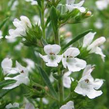 Image result for Satureja