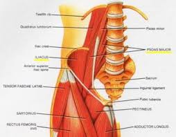 That's important, since strength in these muscles can help prevent low back pain as well as help you lift heavier weights during your workout. Running Withdrawals Iliopsoas Tendonitis Tendinitis Psoas Release