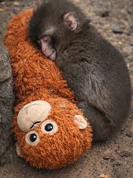 Japonya'daki Ichikawa Hayvanat Bahçesi'nde dünyaya gelen Japon makak maymunu Punch, doğduktan kısa bir süre sonra annesi tarafından terk edilmişti. 🥺 Bakıcıları onu kendi elleriyle büyütürken, kendini güvende hissetmesi için ona peluş bir