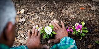 Mulch is broken down into two categories, organic and inorganic mulches. How To Choose The Best Mulch H2oc Stormwater Program