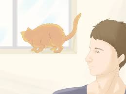 Stray cats (cats who are lost or that were abandoned) are unfortunately quite common in most places. 3 Ways To Handle A Stray Cat Wikihow