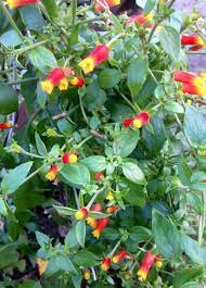 Firecracker Plant Candy Corn Plant Vine At Peppers Greenhouse Corn Plant Dream Garden Plants
