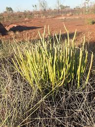 Image result for Cynanchum viminale