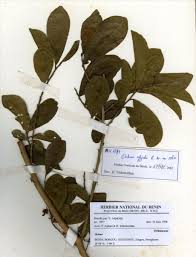 Image result for Rhabdophyllum affine