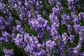 Lavendel überzeugt durch seine tollen blüten, die in mengen aus nur einer im garten ist lavendel hauptsächlich eine zierpflanze, dabei ist er so vielseitig nutzbar. Garten Lavendel Hidcote Blue Tipp Lavendel Stauden Alt Terra Baumschulen Pflanzenhandel Gartenpflanzenversand