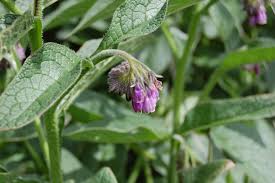 They are used to store information about the visit and meet. Comfrey Advice From The Herb Lady