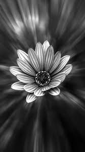 Looking for the best black and white flower wallpaper? Black And White Flower Iphone Wallpapers 20 Images Wallpaperboat
